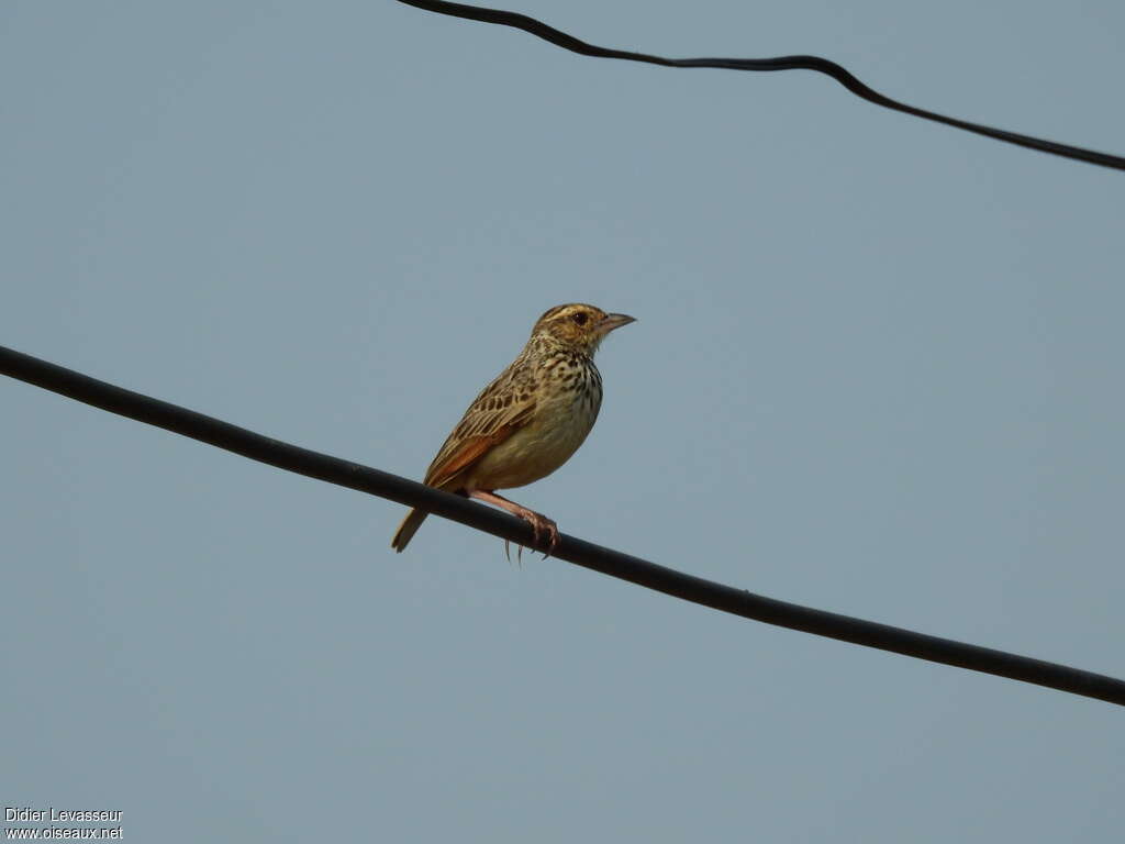 Alouette d'Indochine, identification