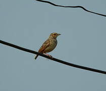 Indochinese Bush Lark