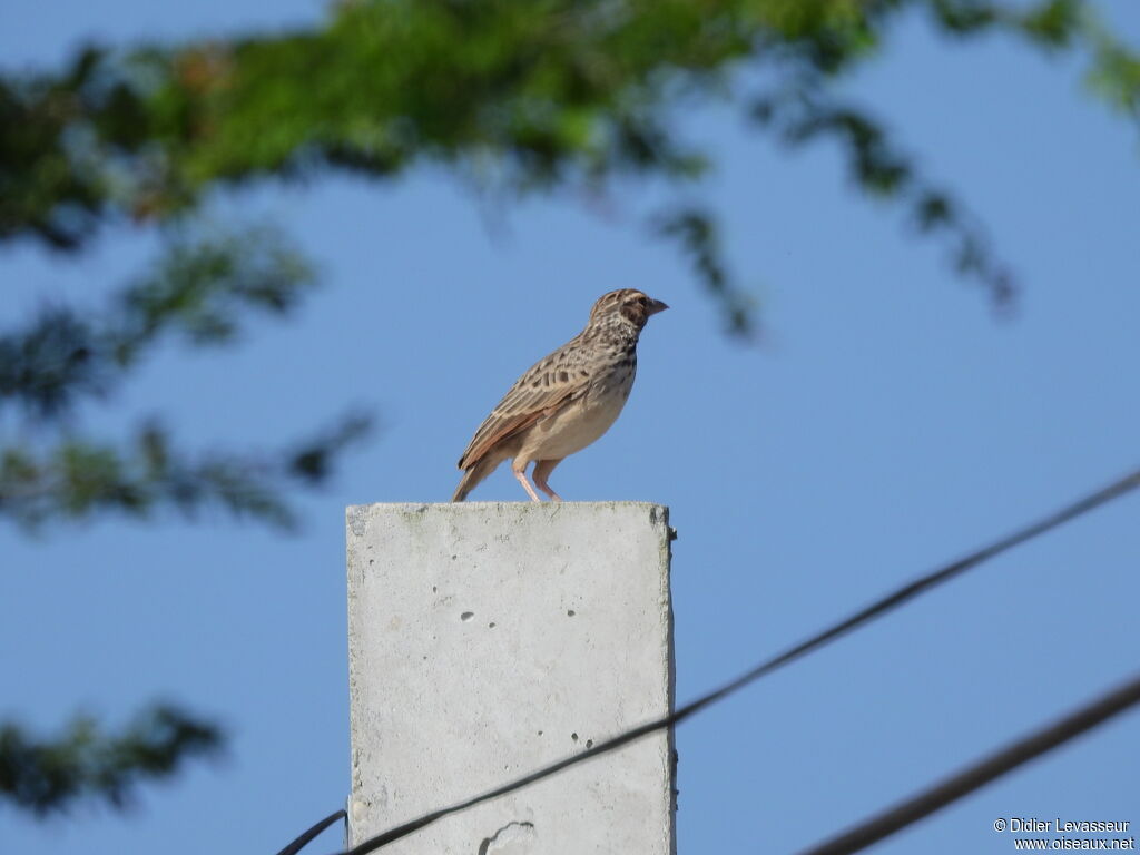 Indochinese Bush Larkadult, aspect, pigmentation