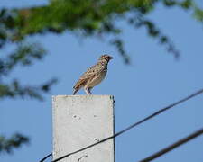 Indochinese Bush Lark