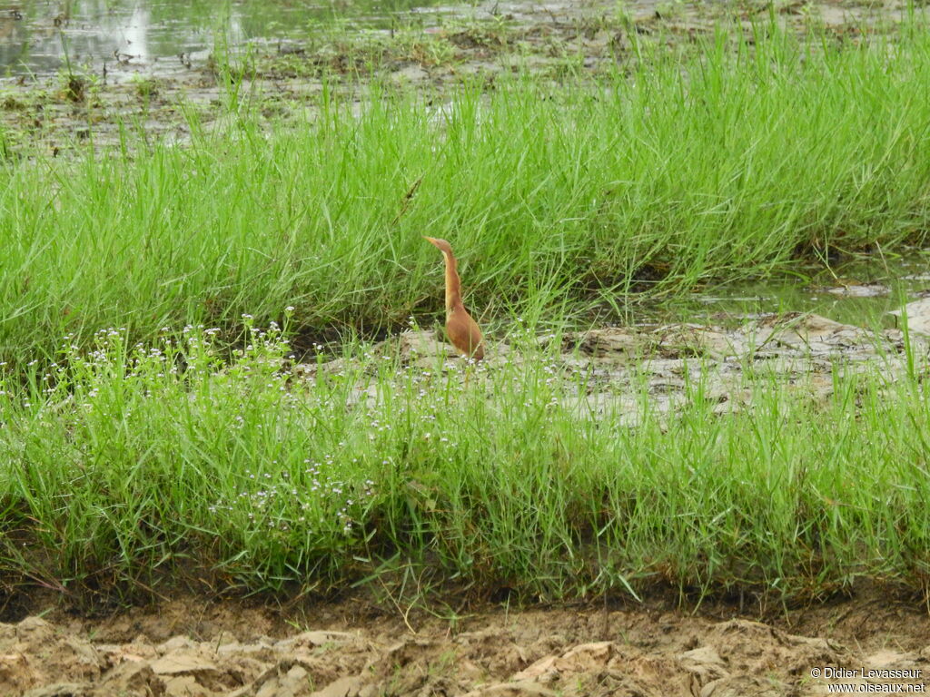 Cinnamon Bitternadult, identification, aspect, pigmentation, walking