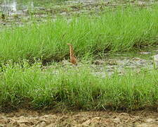 Cinnamon Bittern