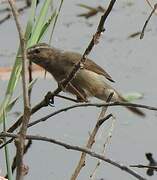 Aberrant Bush Warbler