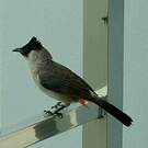 Bulbul cul-d'or