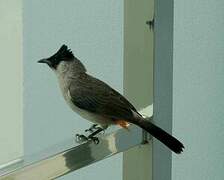 Sooty-headed Bulbul