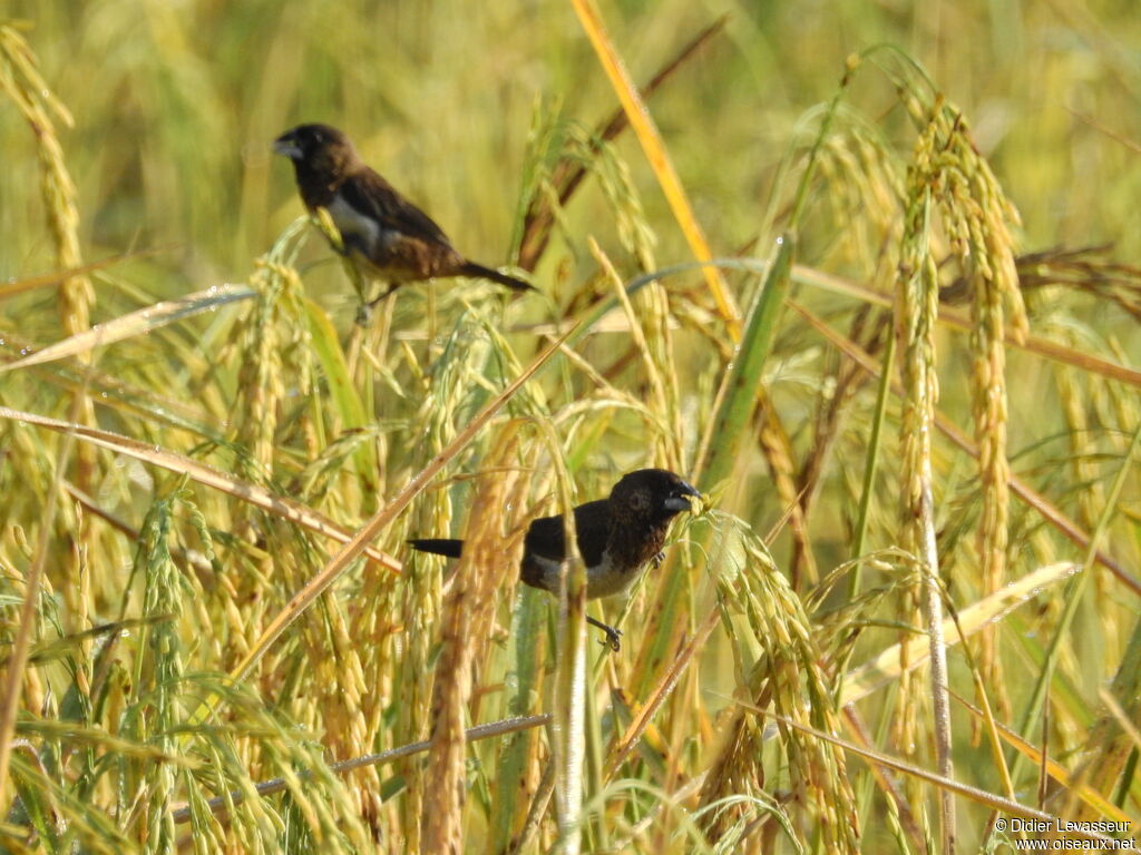 White-rumped Munia, identification, aspect, pigmentation, eats