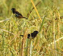 White-rumped Munia