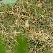 Plaintive Cuckoo