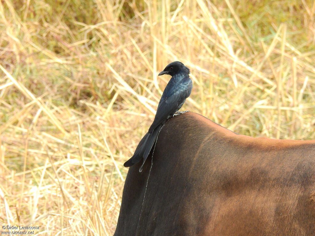 Black Drongo