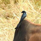 Drongo royal