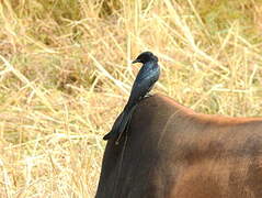 Black Drongo