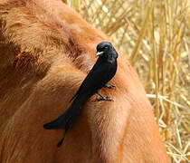 Black Drongo