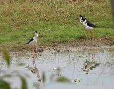 Black-winged Stilt