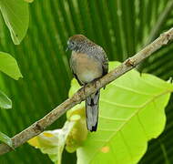 Zebra Dove