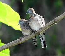 Zebra Dove