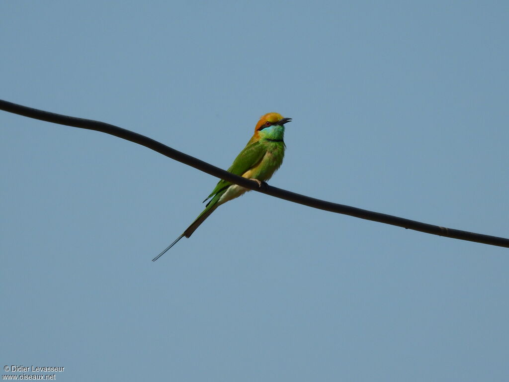 Asian Green Bee-eater