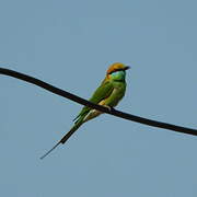 Green Bee-eater