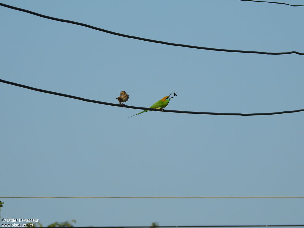 Green Bee-eateradult, identification, aspect, eats