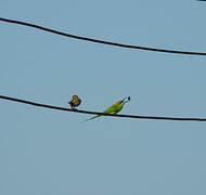 Asian Green Bee-eater