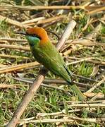 Asian Green Bee-eater