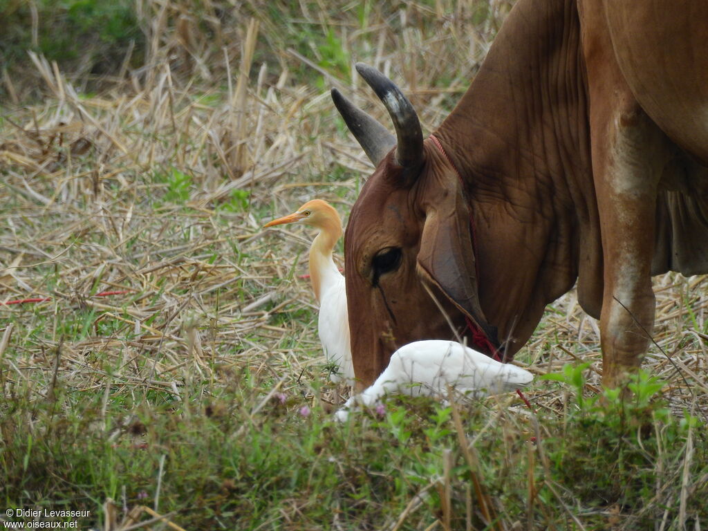 Western Cattle Egretadult breeding, identification, aspect, walking