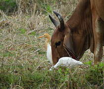 Western Cattle Egret