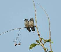 Ashy Woodswallow