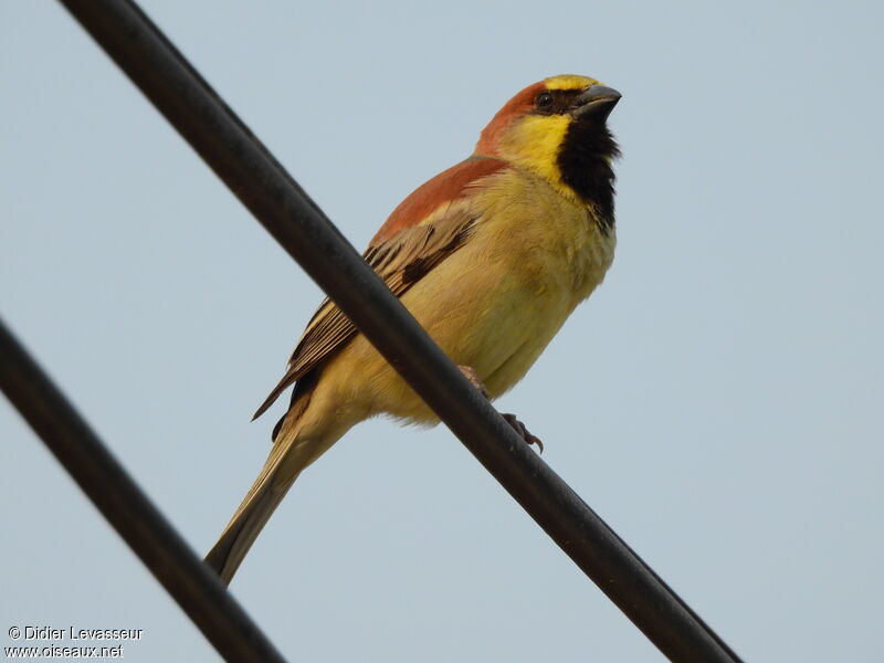 Plain-backed Sparrow male, identification, aspect