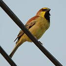 Moineau flavéole