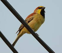 Plain-backed Sparrow