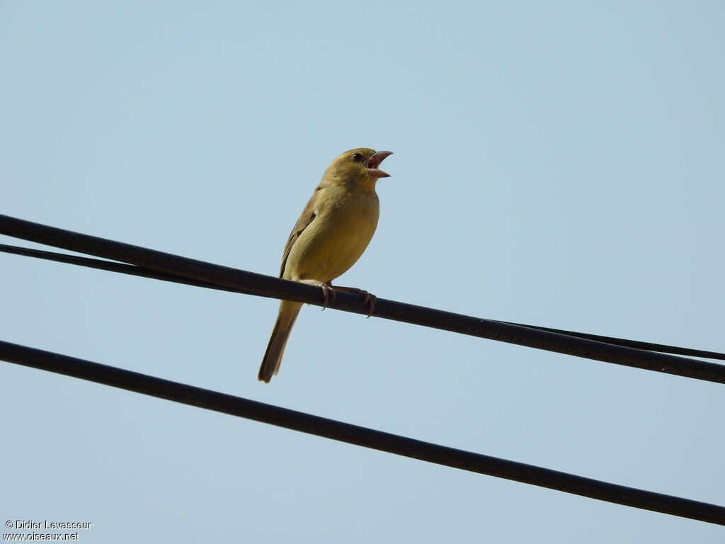 Moineau flavéole femelle adulte, identification, composition, chant