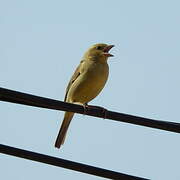 Plain-backed Sparrow