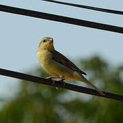 Plain-backed Sparrow