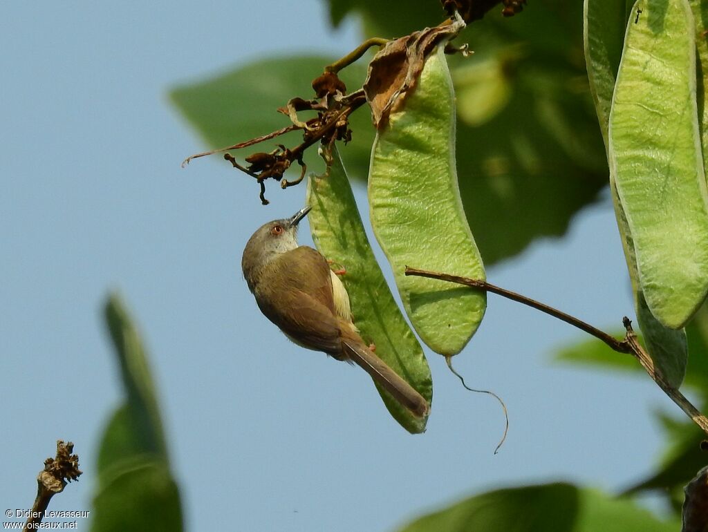 Prinia à ventre jauneadulte, identification