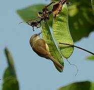 Yellow-bellied Prinia