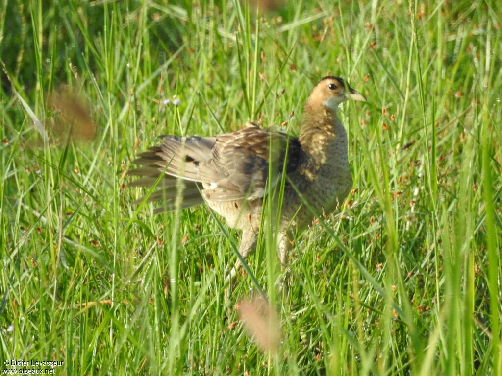 Watercock female, walking