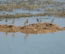 Grey-headed Lapwing