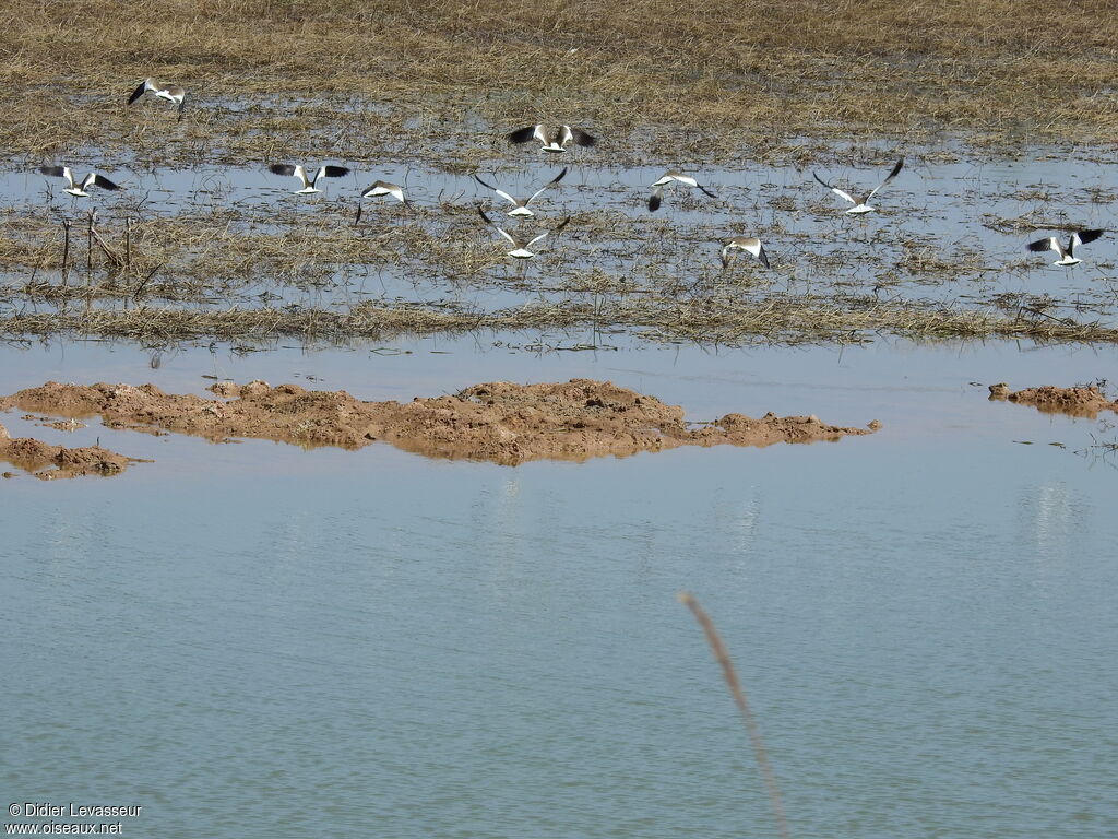 Grey-headed Lapwing, Flight