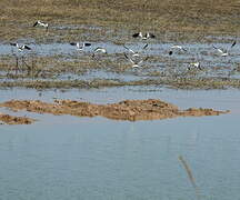 Grey-headed Lapwing