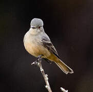 Rufous-tailed Tyrant