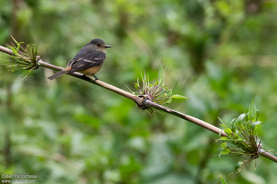 Rufous-tailed Tyrantadult, identification