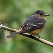 Rufous-tailed Tyrant