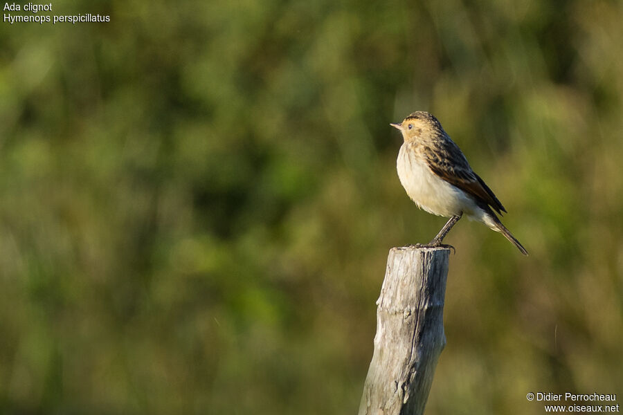 Spectacled Tyrant female