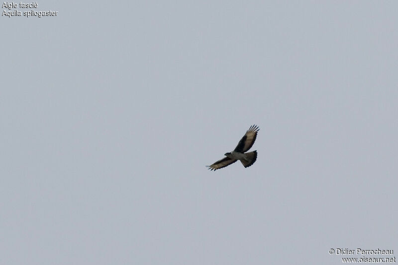 African Hawk-Eagle, Flight