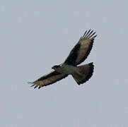 African Hawk-Eagle