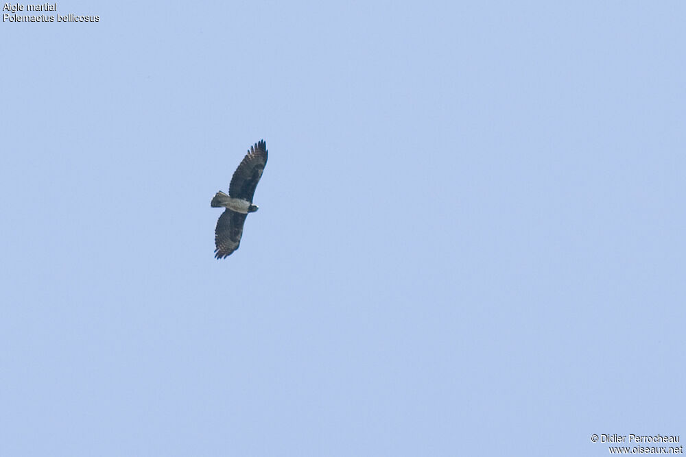 Martial Eagle, Flight