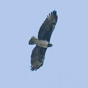 Martial Eagle