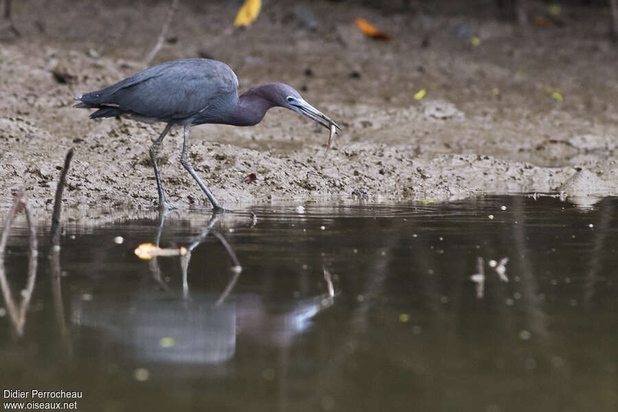 Aigrette bleueadulte, pêche/chasse