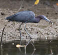 Aigrette bleue