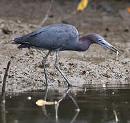 Little Blue Heron